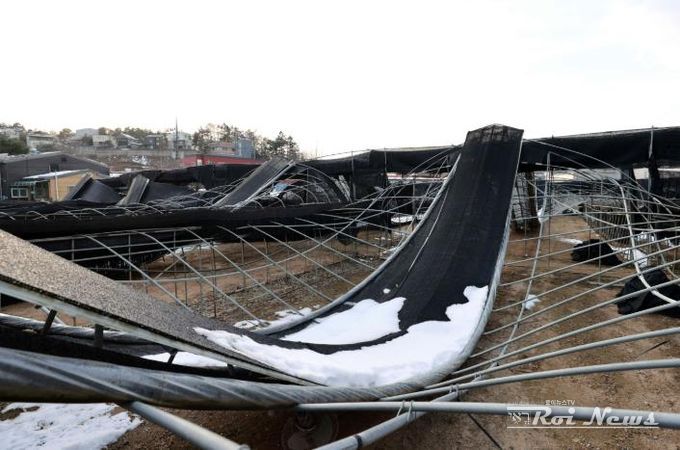 용인특례시 처인구가 폭설 피해 건축물의 신속한 복구를 위해 건축허가 처리 방안을 수립했다. 사진은 처인구 양지면에서 폭설 피해를 입은 버섯농가의 모습