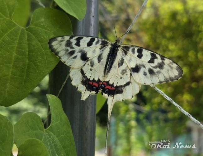동탄복합문화센터 생태교육공간에서 관찰된 꼬리명주나비