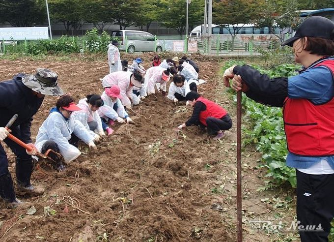 오산시 대원1동 통장협의회, ‘사랑의 이웃돕기 고구마 수확행사’ 개최