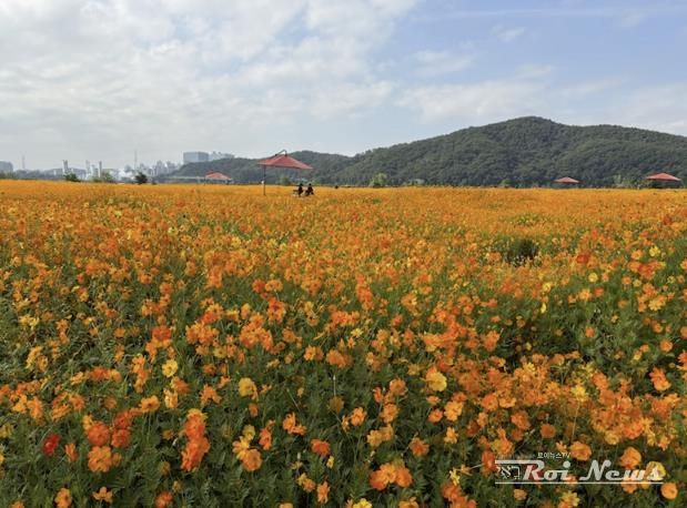 용인특례시는 기흥호수공원에 황화코스모스 경관단지를 조성했다