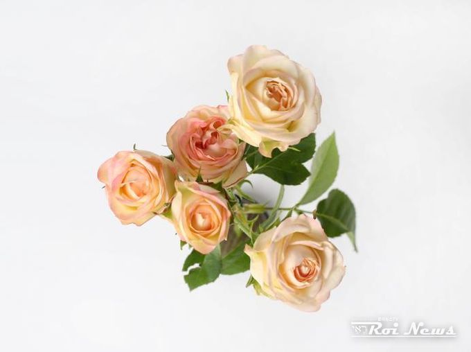 경기도 육성 장미